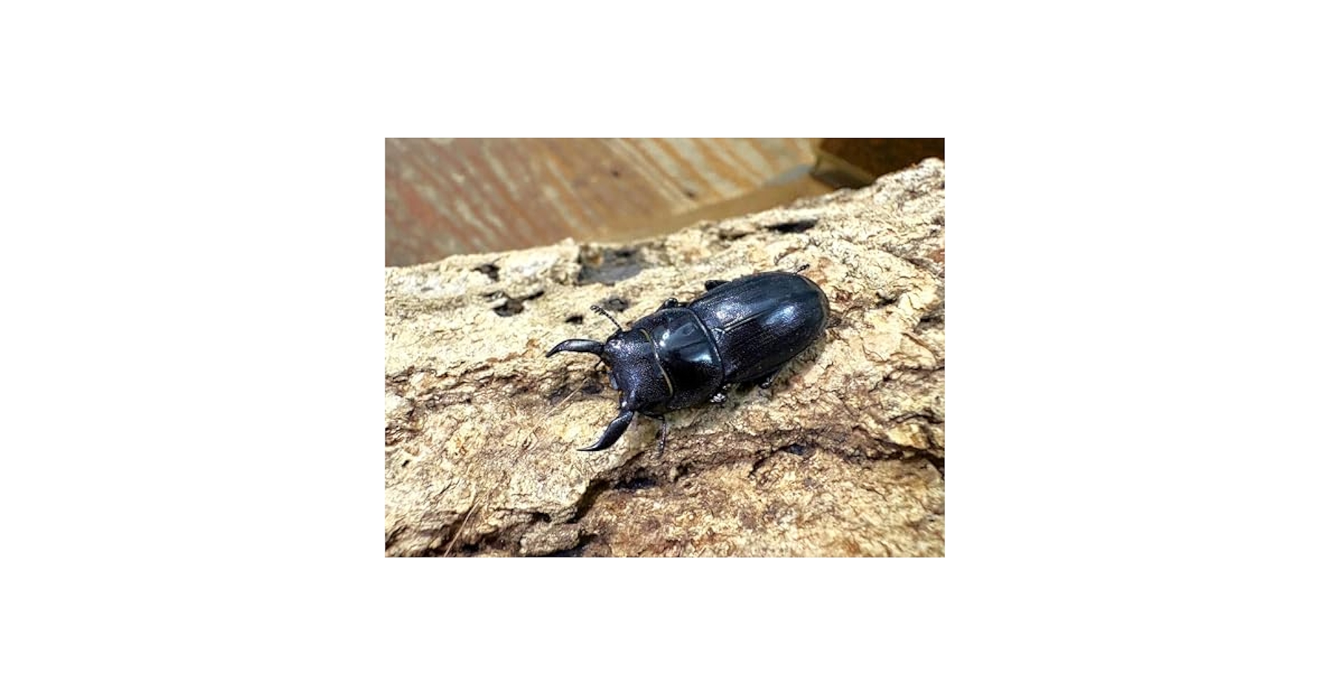 ※大型　良型　マキシカクワガタ♂野外標本 ベトナムダナン産マキシカクワガタ 標本 野外品 - メルカリ